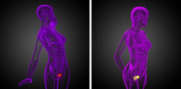 3d rendering medical illustration of the bladder — Stock Photo, Image