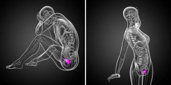 3d рендеринг медицинской иллюстрации мочевого пузыря — стоковое фото