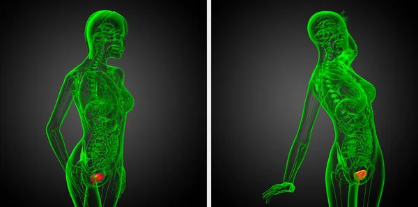 3d 渲染医学插图的膀胱 — 图库照片