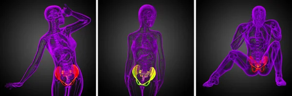 3D-Darstellung medizinischer Illustration des Beckenknochens — Stockfoto