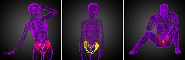 골반 뼈의 3 차원 렌더링 의료 일러스트 — 스톡 사진