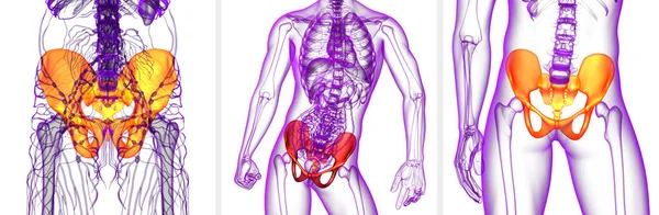 3d візуалізація медичної ілюстрації тазової кістки — стокове фото