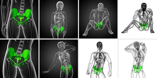 Representación 3D ilustración médica del hueso de la pelvis — Foto de Stock