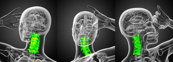 3d representación médica ilustración de la columna cervical — Foto de Stock