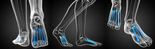 3d rendering medical illustration of the metatarsal bones — Stock Photo, Image