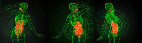 3d rendering medical illustration of the human digestive system