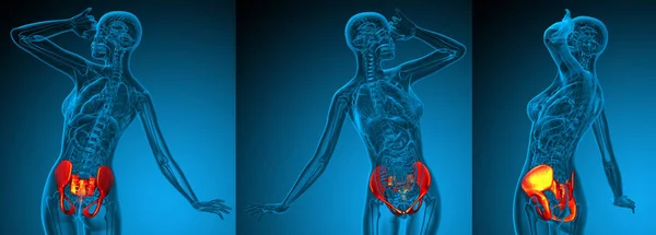 3D-Darstellung medizinischer Illustration des Beckenknochens — Stockfoto