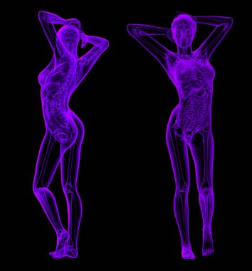 3D render illüstrasyon kadın anatomi