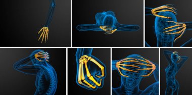 3D render illüstrasyon iskelet el 