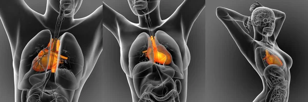 3D vykreslování lékařské ilustrace lidského srdce — Stock fotografie