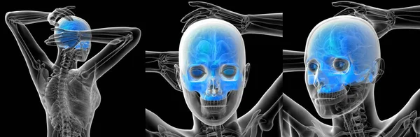 3D rendering medicinsk illustration av en mänsklig skalle — Stockfoto