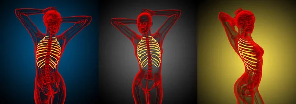 3D rendering medische illustratie van de ribbenkast — Stockfoto
