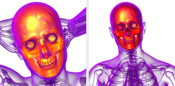 3D vykreslování lékařské ilustrace lebky — Stock fotografie
