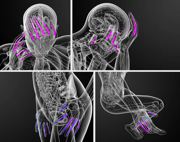 3D rendering illustration av mänskliga falanger handen — Stockfoto