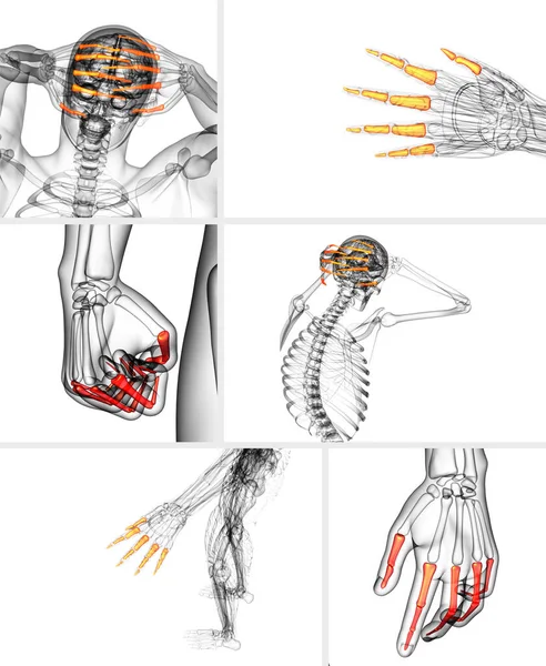 3D rendering illustration av mänskliga falanger handen — Stockfoto