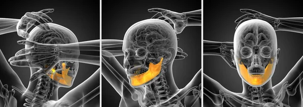 3d representación ilustración de un hueso de la mandíbula —  Fotos de Stock