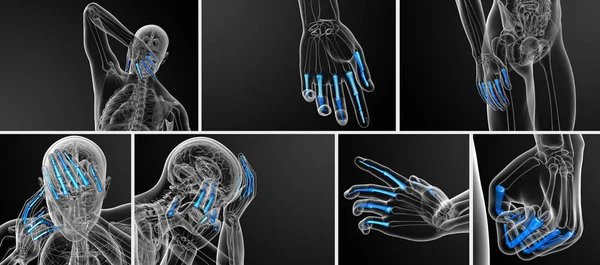 Illustrazione di rendering 3D della mano umana delle falangi — Foto Stock