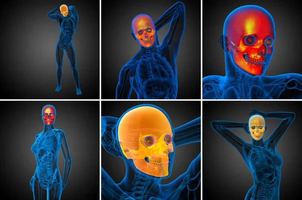 3D rendering medicinsk illustration av skallen — Stockfoto