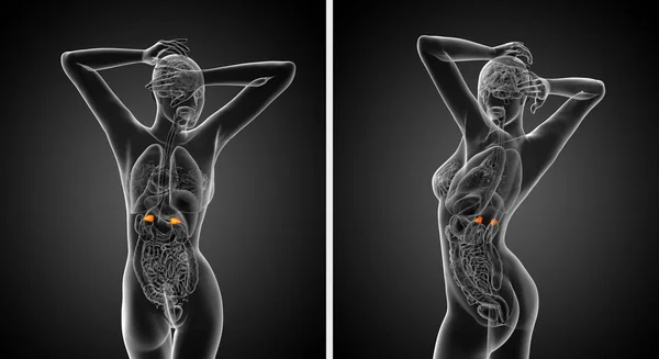 3d rendu illustration médicale de la surrénale — Photo