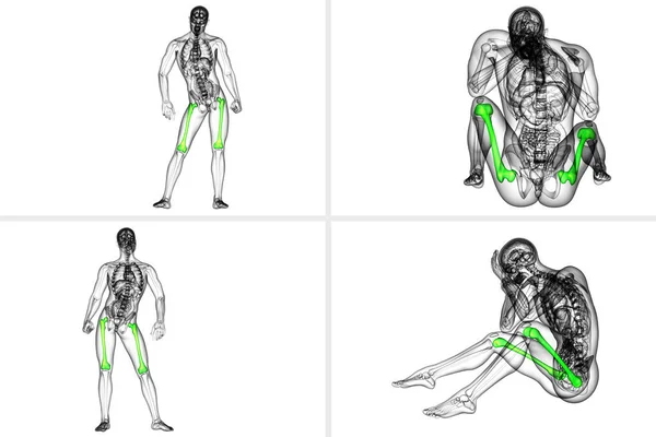 3D renderização ilustração médica do osso do fêmur — Fotografia de Stock