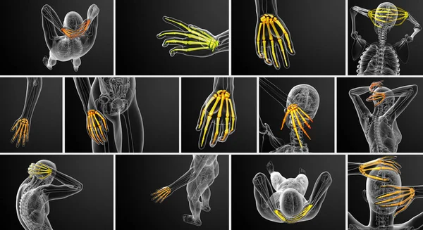 3D renderowania ilustracja szkielet ręki — Zdjęcie stockowe