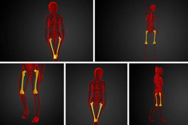 Rendering 3D illustrazione medica dell'osso del femore — Foto Stock