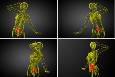 3D render Medikal illüstrasyon sakrum kemiği