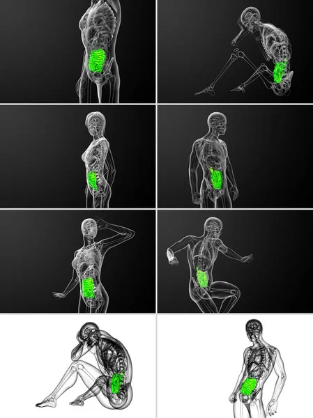 3D-Darstellung des Dünndarms — Stockfoto