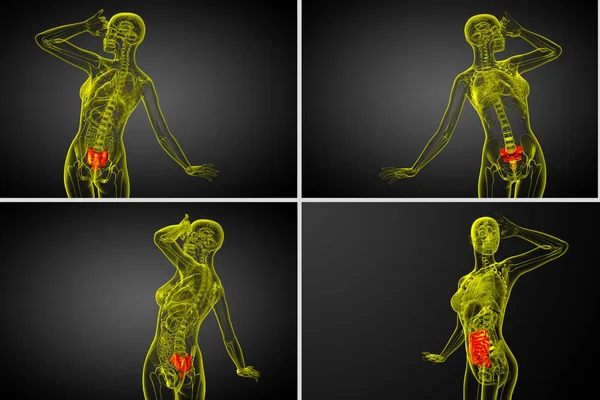 3D-Darstellung medizinischer Darstellung des Kreuzbeins — Stockfoto
