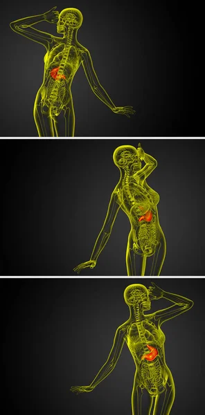 3D-Darstellung der medizinischen Illustration des Magens — Stockfoto