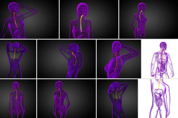 3D-Darstellung der Speiseröhre — Stockfoto