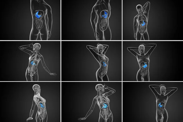 3d representación médica ilustración del estómago — Foto de Stock