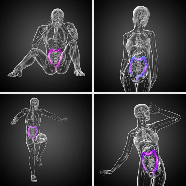 3d рендеринг пищеварительной системы человека толстой кишки — стоковое фото