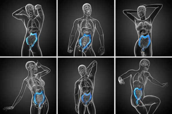 3d representación del sistema digestivo humano intestino grueso — Foto de Stock