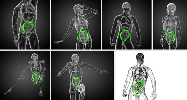 3d representación del sistema digestivo humano intestino grueso — Foto de Stock