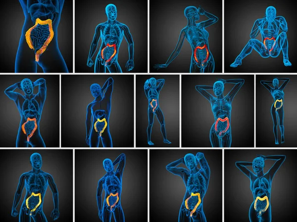 3d representación del sistema digestivo humano intestino grueso — Foto de Stock