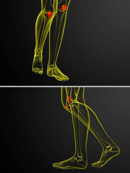 3d rendering medical illustration of the patella bone — Stock Photo, Image