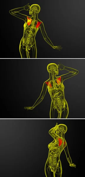 3d representación médica ilustración del hueso de la escápula — Foto de Stock