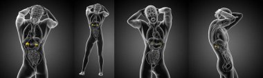 3d rendering medical illustration of the human adrenal  clipart