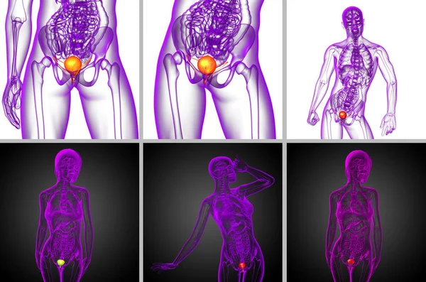 3d representación médica ilustración de la vejiga — Foto de Stock