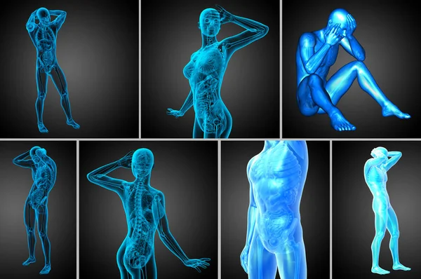 Gambaran medis 3D tentang anatomi manusia — Stok Foto