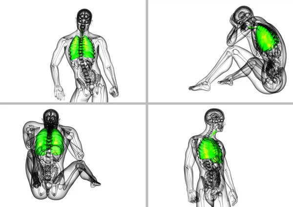 3d memberikan ilustrasi medis dari sistem pernapasan manusia — Stok Foto