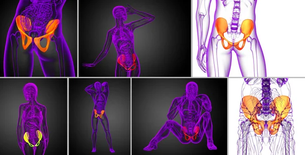 Illustration médicale 3D de l'os du bassin — Photo