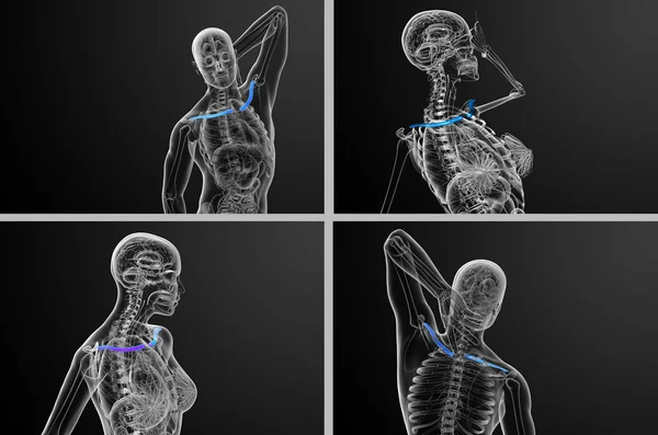 3d representación médica ilustración del hueso de la clavícula — Foto de Stock
