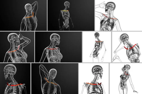 3d renderização ilustração médica do osso da clavícula — Fotografia de Stock