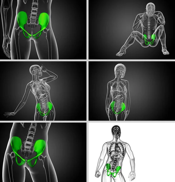 3D рендеринг медицинской иллюстрации кости таза — стоковое фото