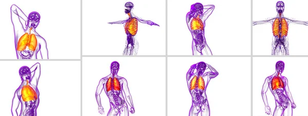 Illustration médicale en 3D du système respiratoire humain — Photo