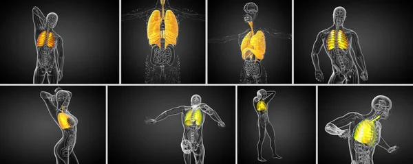 Ilustración médica del sistema respiratorio humano —  Fotos de Stock
