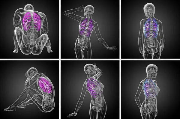 3d representación médica ilustración de la caja torácica — Foto de Stock