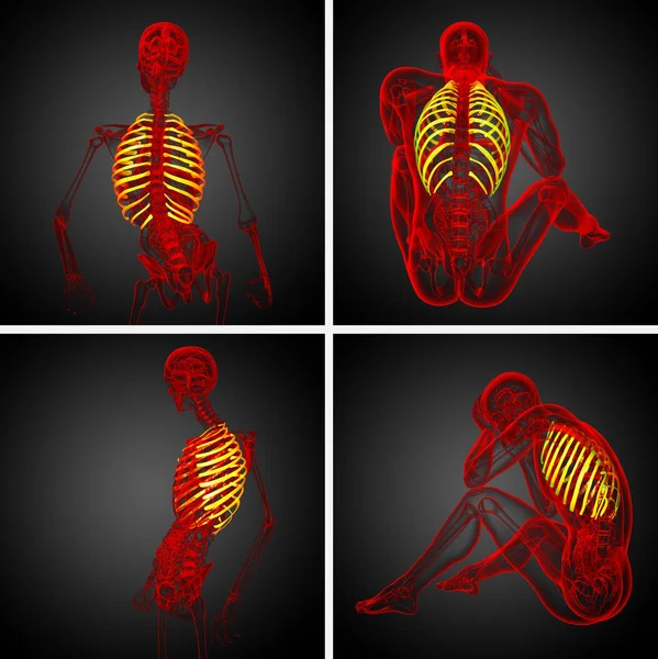 3d rendering illustrazione medica della gabbia toracica — Foto Stock